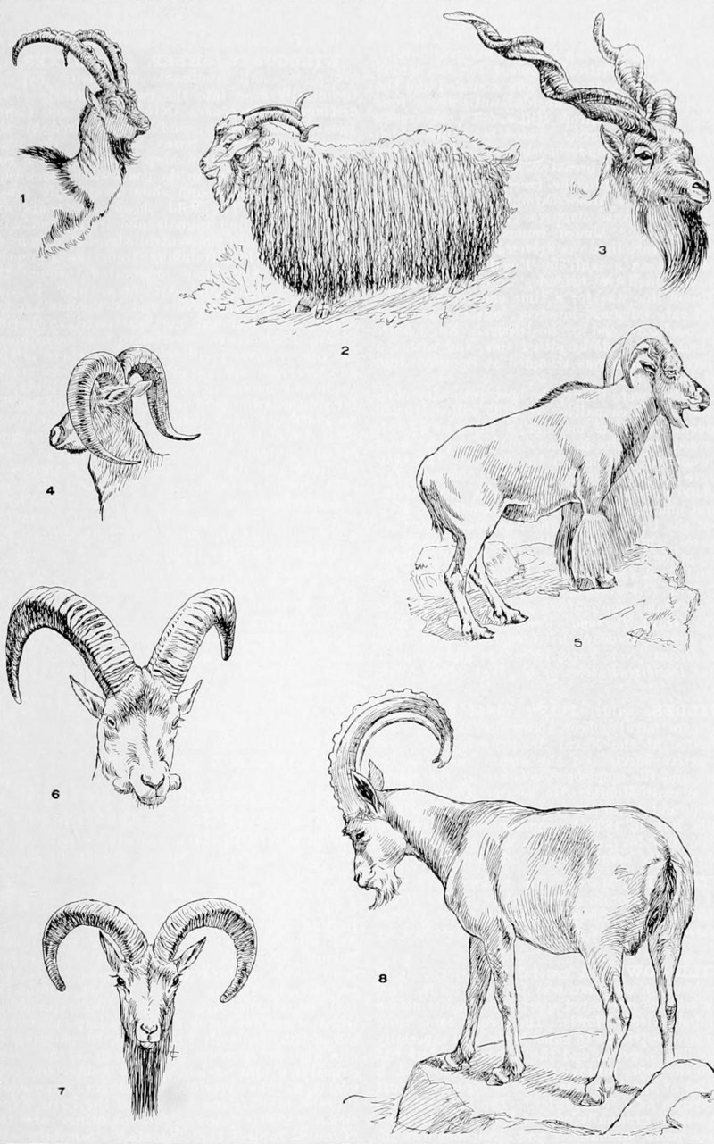 NIE 1905 Wild Goats Sheep and Ibexes.jpg