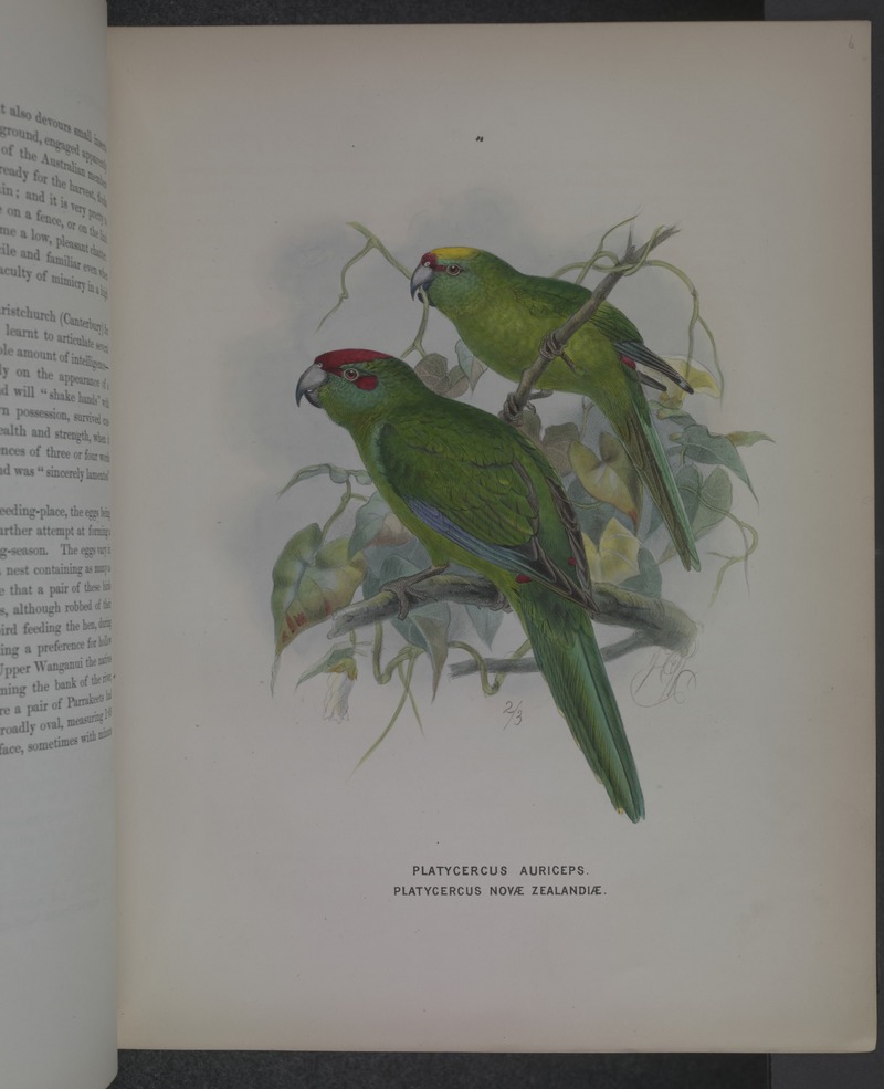 History of the birds of NZ 1st ed p060-2.jpg
