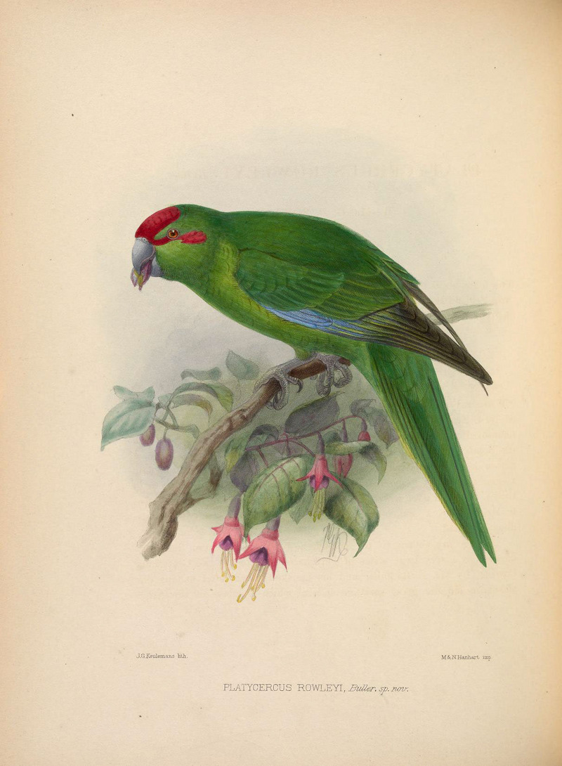 Ornithological miscellany (Plate) (5981494893).jpg