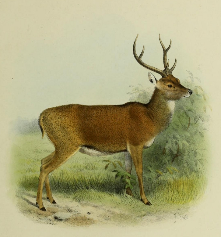 The deer of all lands (1898) Moluccan rusa.png