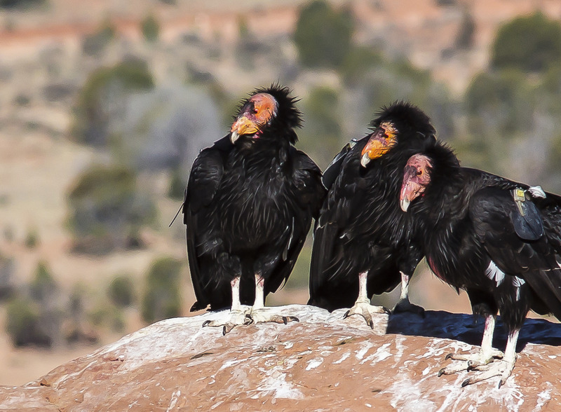 California Condor (29963861340) - California condor (Gymnogyps californianus).jpg