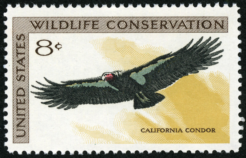 Wildlife Conservation California Condor 8c 1971 issue U.S. stamp.jpg