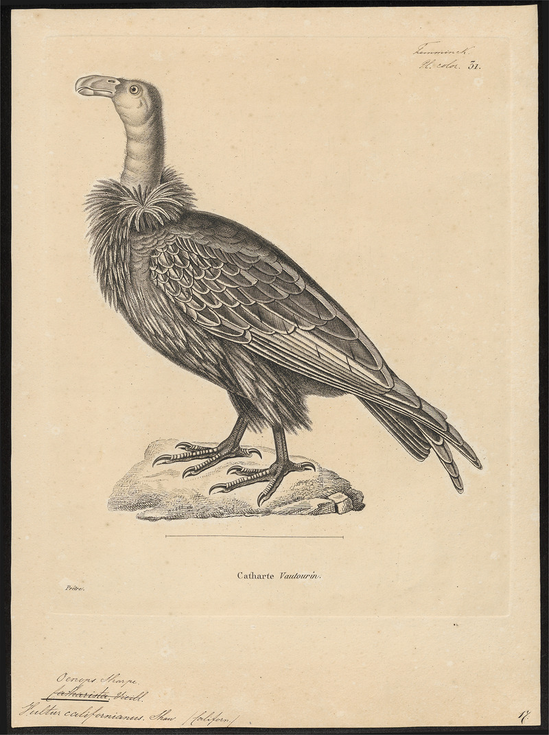 Catharista californiana - 1700-1880 - Print - Iconographia Zoologica - Special Collections University of Amsterdam - UBA01 IZ18100123.jpg