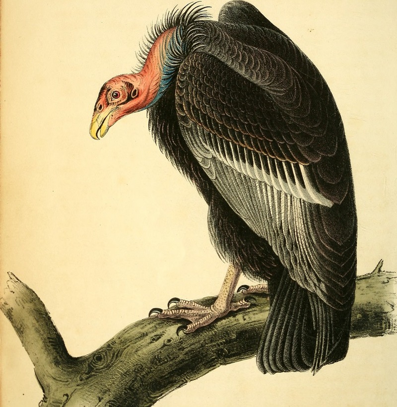 The birds of America - from drawings made in the United States and their territories (1840) (14745687681).jpg