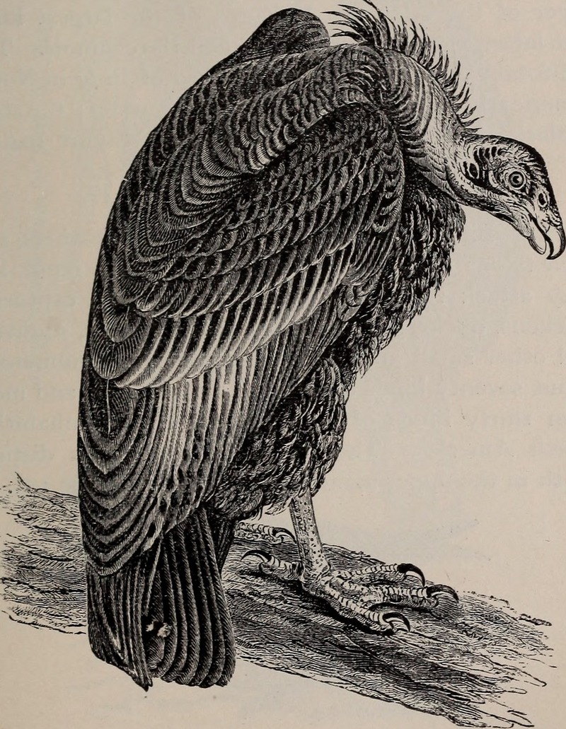 Natural history of animals; (1895) (14782248642).jpg