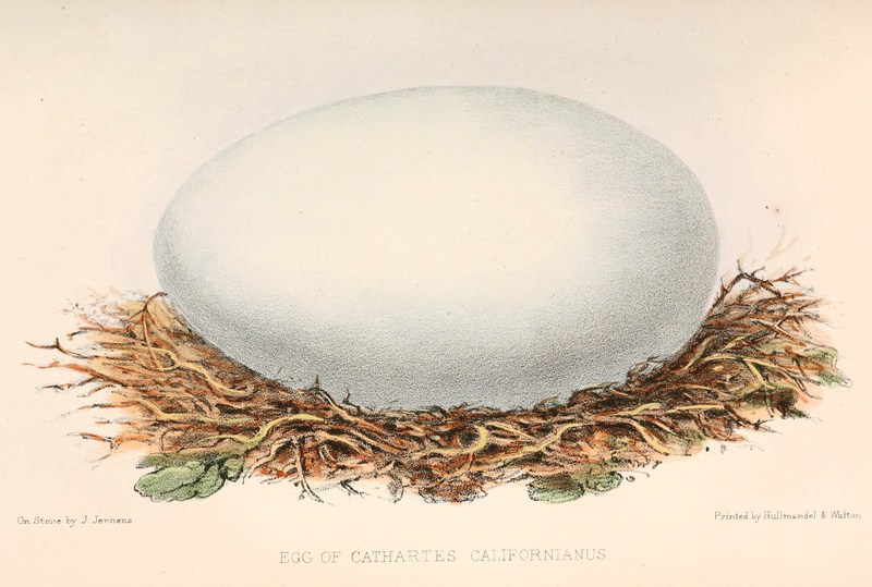 Gymnogyps californianus egg 1860.jpg