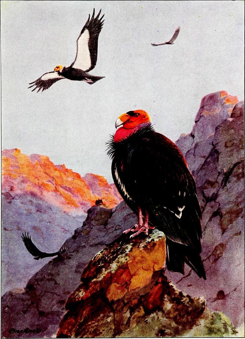 Falconry, the sport of kings (1920) (14772321553).jpg
