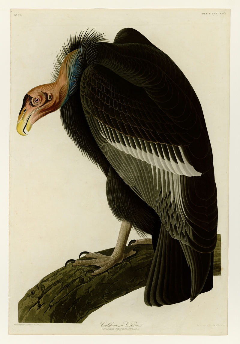 426 Californian Vulture.jpg