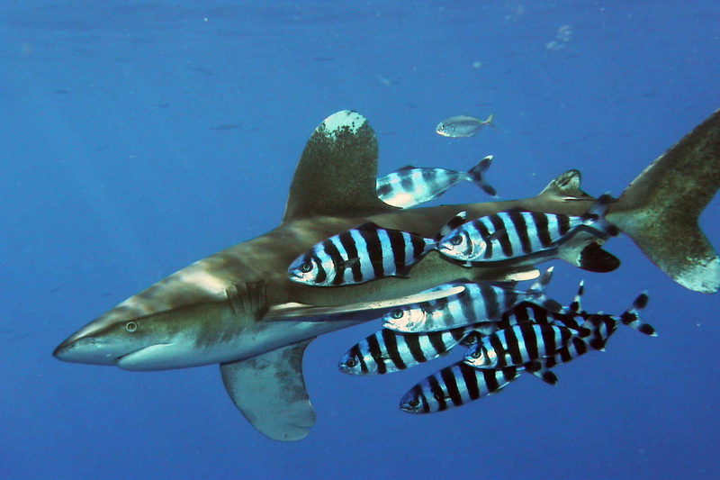 Carcharhinus longimanus 1 - oceanic whitetip shark (Carcharhinus longimanus), pilot fish (Naucrates ductor).jpg