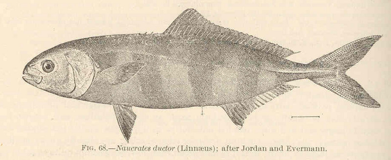 FMIB 42434 Naucrates ductor (Linnaeus); after Jordan and Evermann.jpeg