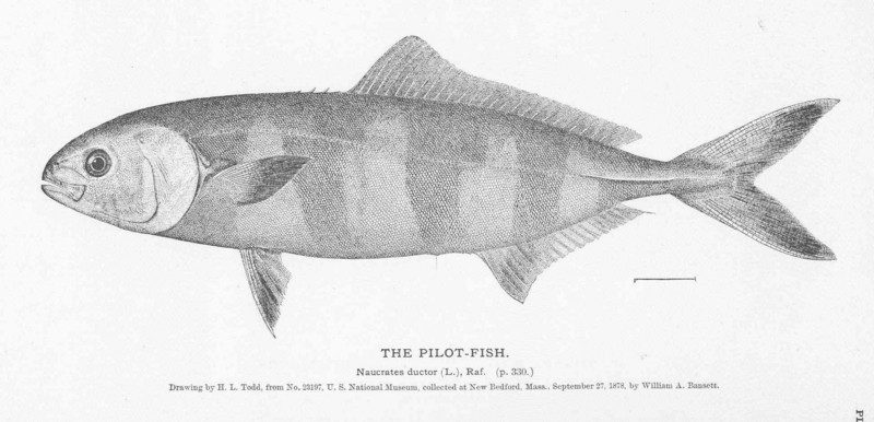 FMIB 50963 Pilot-Fish.jpeg