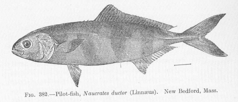 FMIB 51920 Pilot-fish, Naucrates ductor (Linnaeus) New Bedford, Mass.jpeg