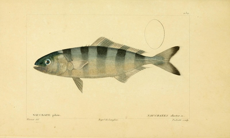 Histoire naturelle des poissons (10438709726).jpg
