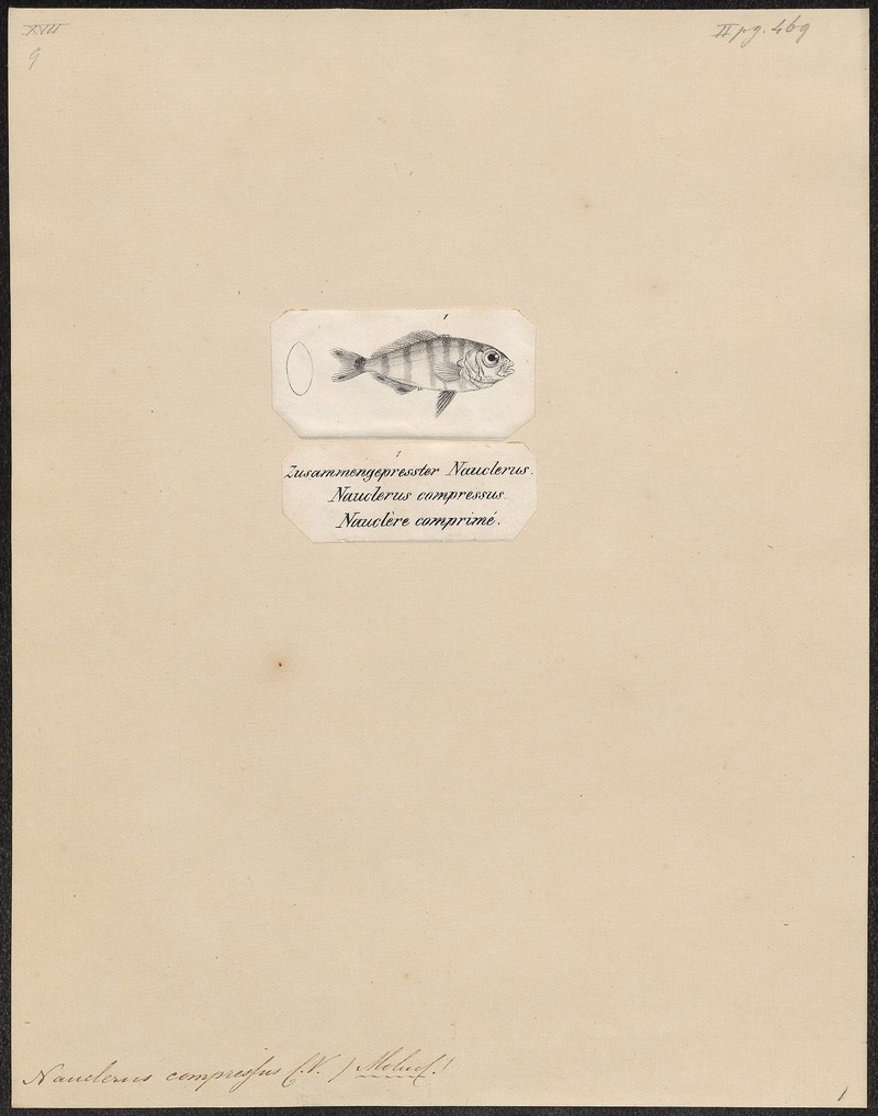 Nauclerus compressus - 1700-1880 - Print - Iconographia Zoologica - Special Collections University of Amsterdam - UBA01 IZ13500441.jpg