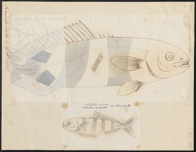 Naucrates ductor - 1700-1880 - Print - Iconographia Zoologica - Special Collections University of Amsterdam - UBA01 IZ13500238.jpg