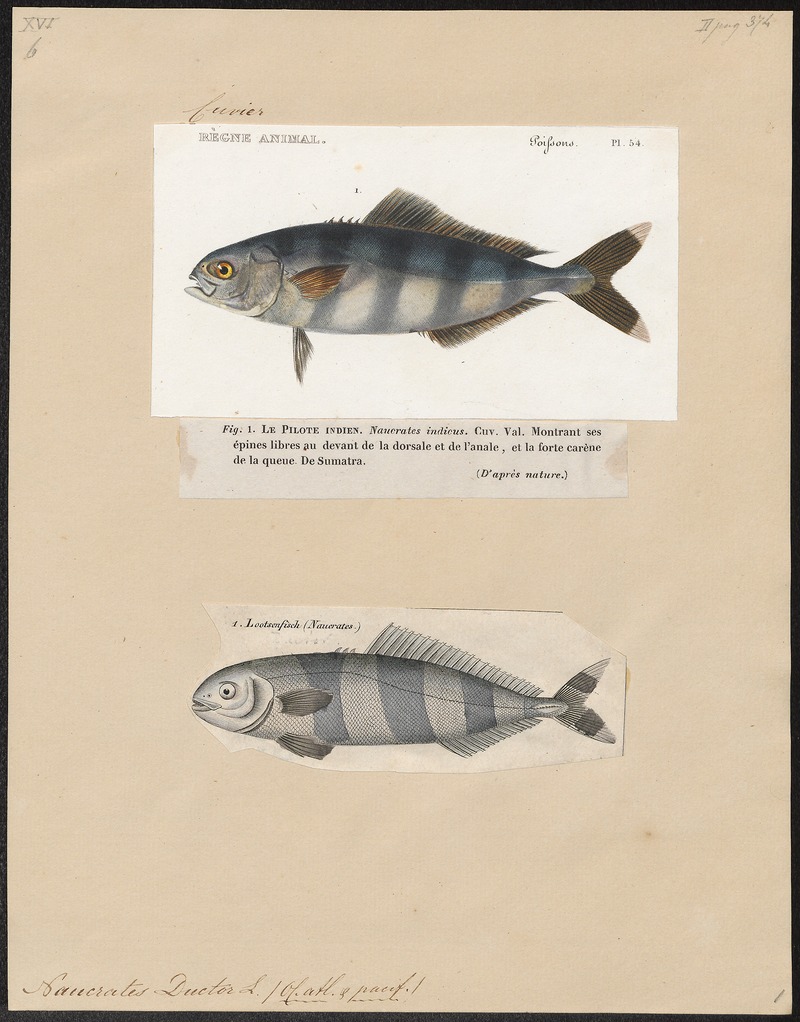Naucrates ductor - 1700-1880 - Print - Iconographia Zoologica - Special Collections University of Amsterdam - UBA01 IZ13500240.jpg
