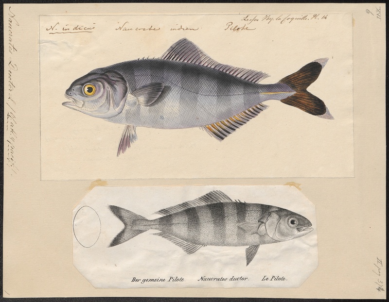 Naucrates ductor - 1700-1880 - Print - Iconographia Zoologica - Special Collections University of Amsterdam - UBA01 IZ13500242.jpg