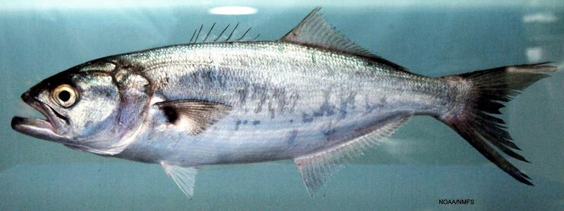 Fish4397 - Flickr - NOAA Photo Library - bluefish (Pomatomus saltatrix).jpg