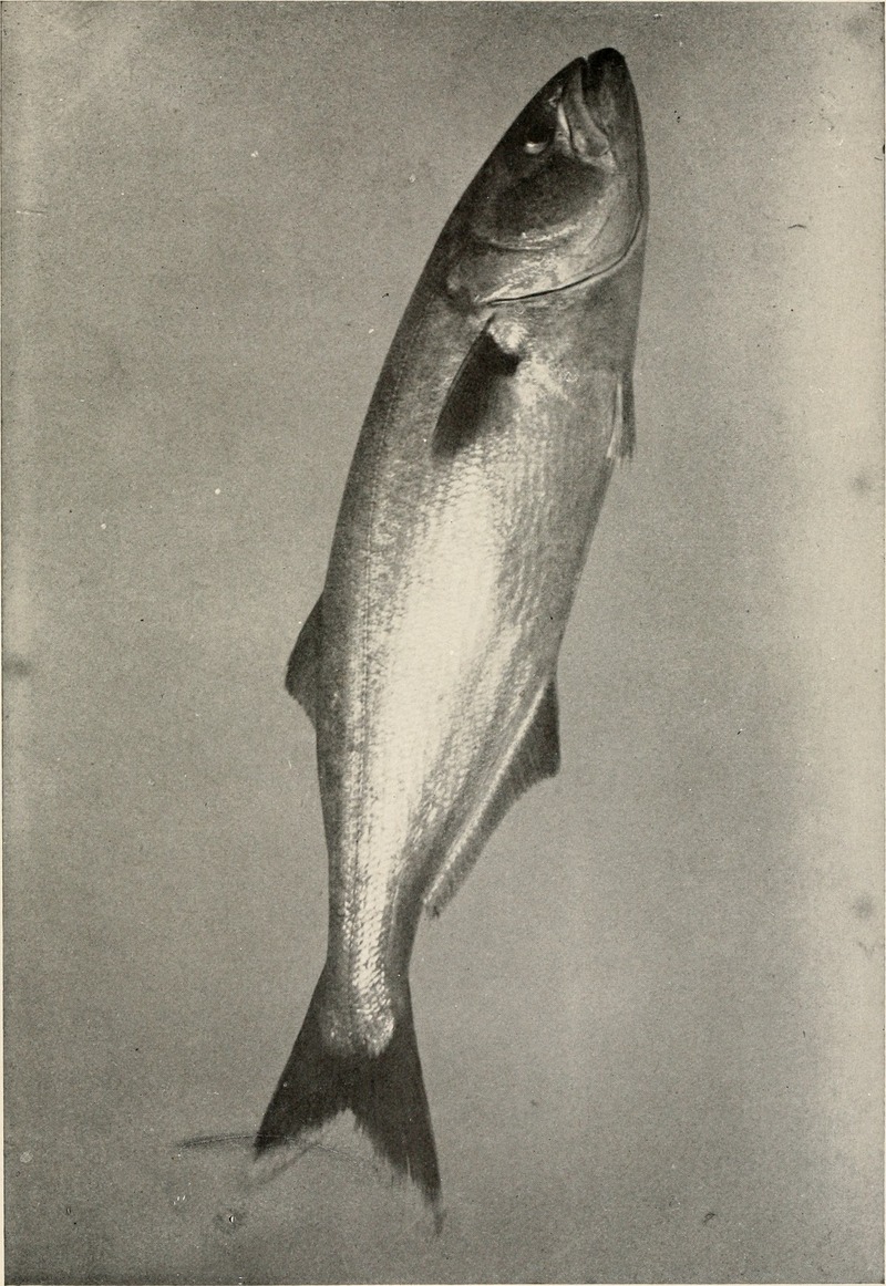 American food and game fishes. A popular account of all the species found in America north of the equator, with keys for ready identification, life histories and methods of capture (1908) (17954657088).jpg