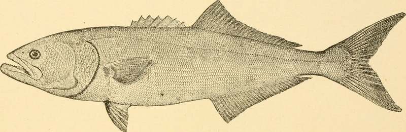 American game fishes; their habits, habitat and peculiarities; (1892) (17961285429).jpg