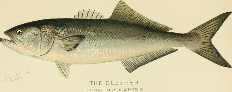 Annual report of the Commissioners of Fisheries, Game and Forests of the State of New York (1898) (17812366173).jpg