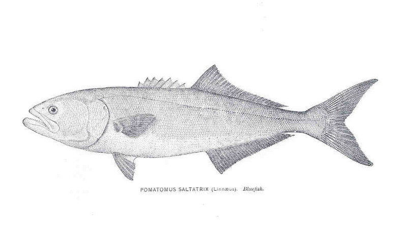 FMIB 33919 Pomatomus Saltarix (Linnaeus).jpeg