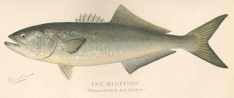 FMIB 43170 Bluefish (Pomatomus saltatrix).jpeg