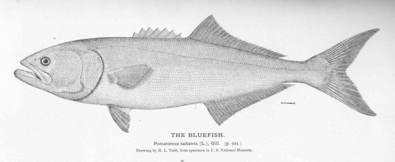 FMIB 51042 Bluefish.jpeg