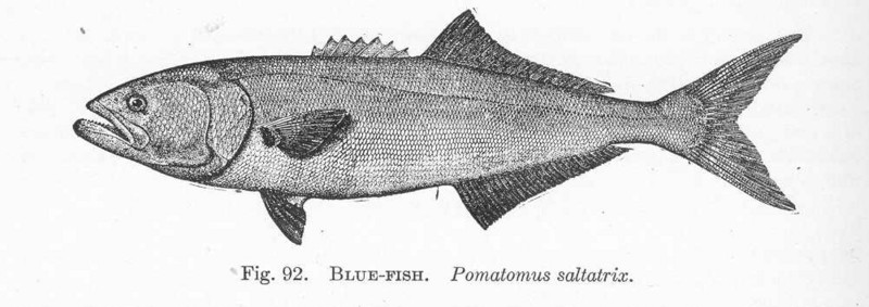 FMIB 51422 Blue-Fish Pomatomus saltatrix.jpeg