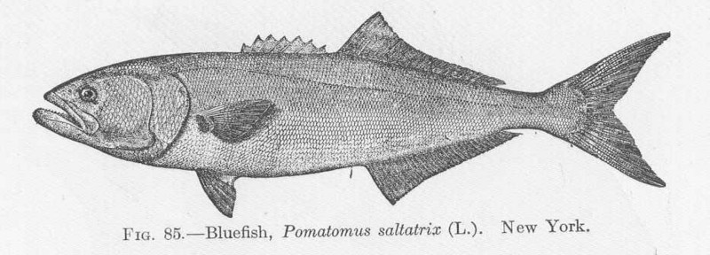FMIB 51622 Bluefish, Pomatomus saltatrix (l) New York.jpeg