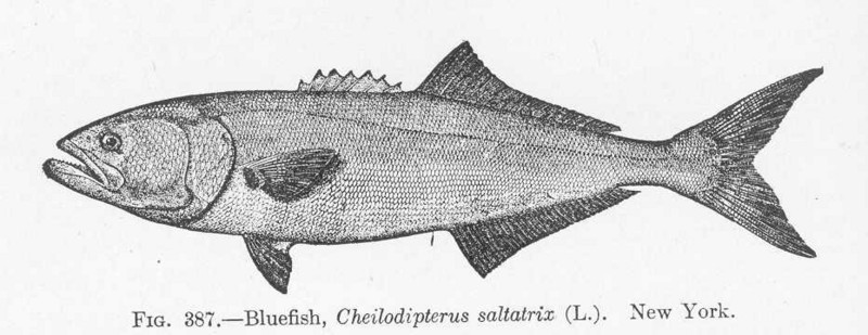 FMIB 51925 Bluefish, Cheilodipterus saltaris (L) New York.jpeg