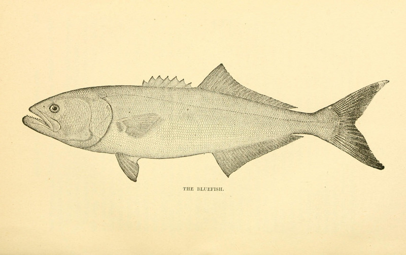 The fishes of the east Atlantic coast (Plate 2) (6801170489).jpg