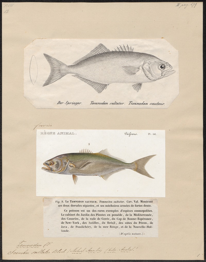 Temnodon saltator - 1700-1880 - Print - Iconographia Zoologica - Special Collections University of Amsterdam - UBA01 IZ13500463.jpg