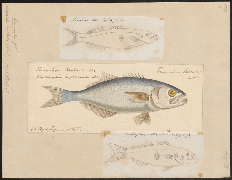 Temnodon saltator - 1700-1880 - Print - Iconographia Zoologica - Special Collections University of Amsterdam - UBA01 IZ13500461.jpg