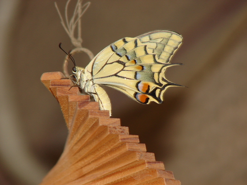 Papilio.Machaon.Greece3 - Old World swallowtail, common yellow swallowtail (Papilio machaon).JPG