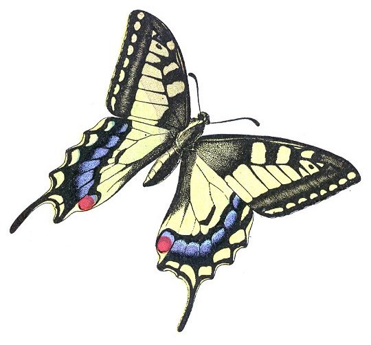 Papilio machaon (Millot).jpg