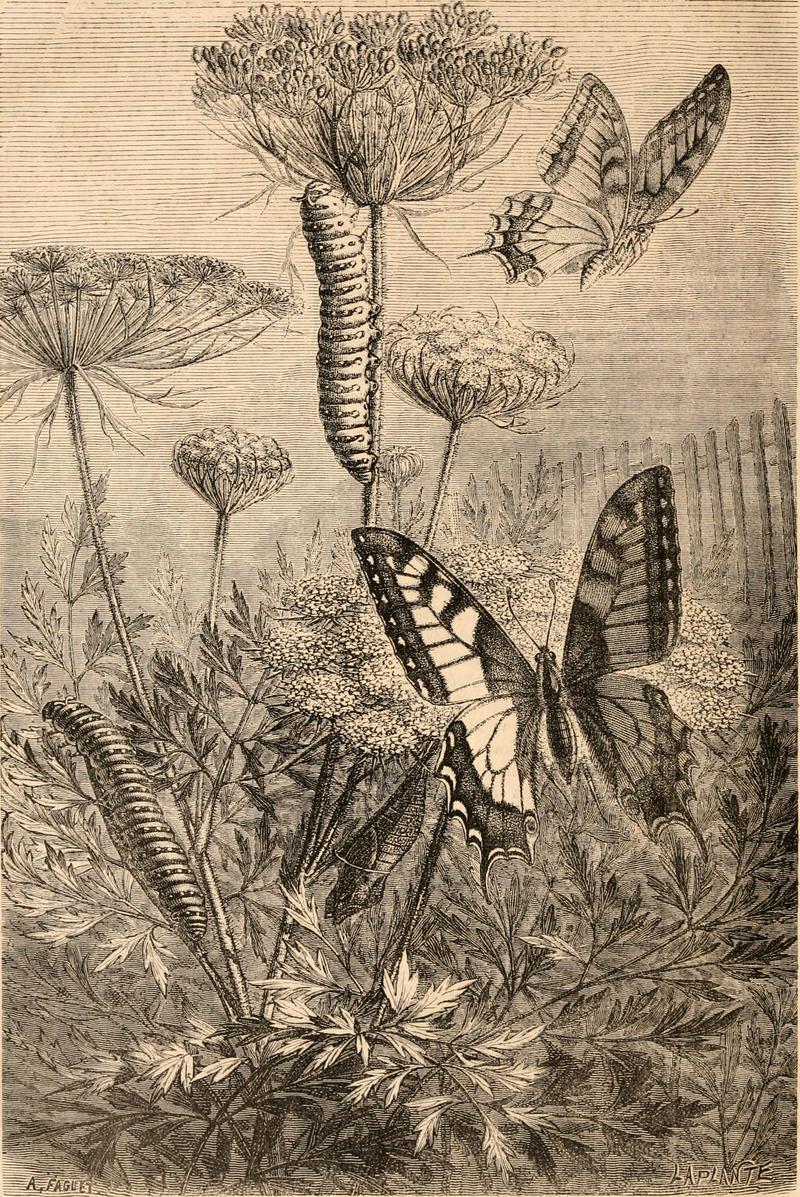 Hardwicke's science-gossip - an illustrated medium of interchange and gossip for students and lovers of nature (1868) (14595242278).jpg