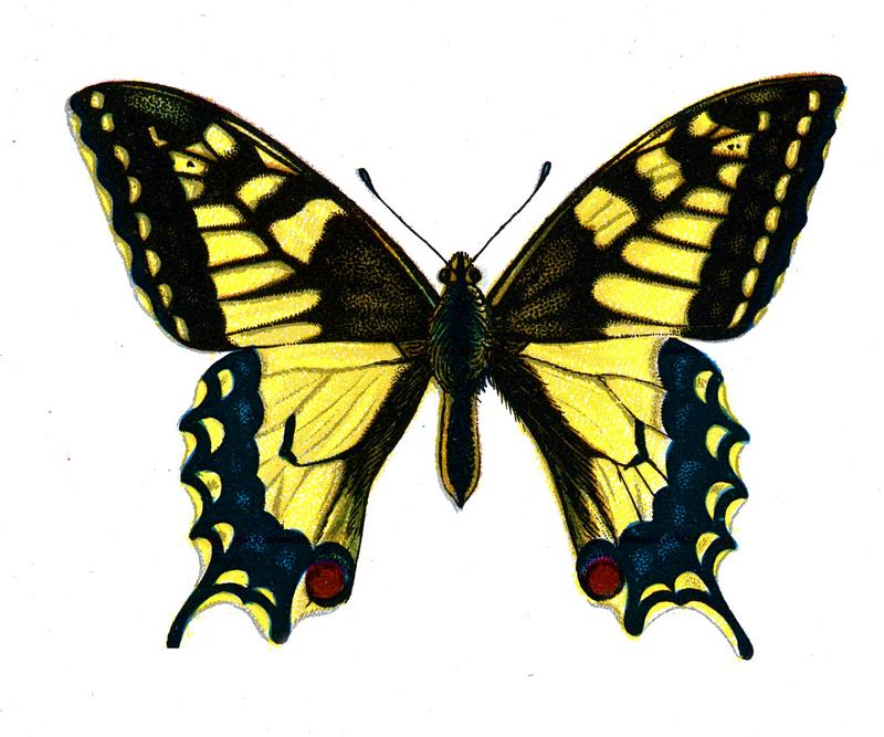 F Nemos Old Book Art Papilio machaon.jpg