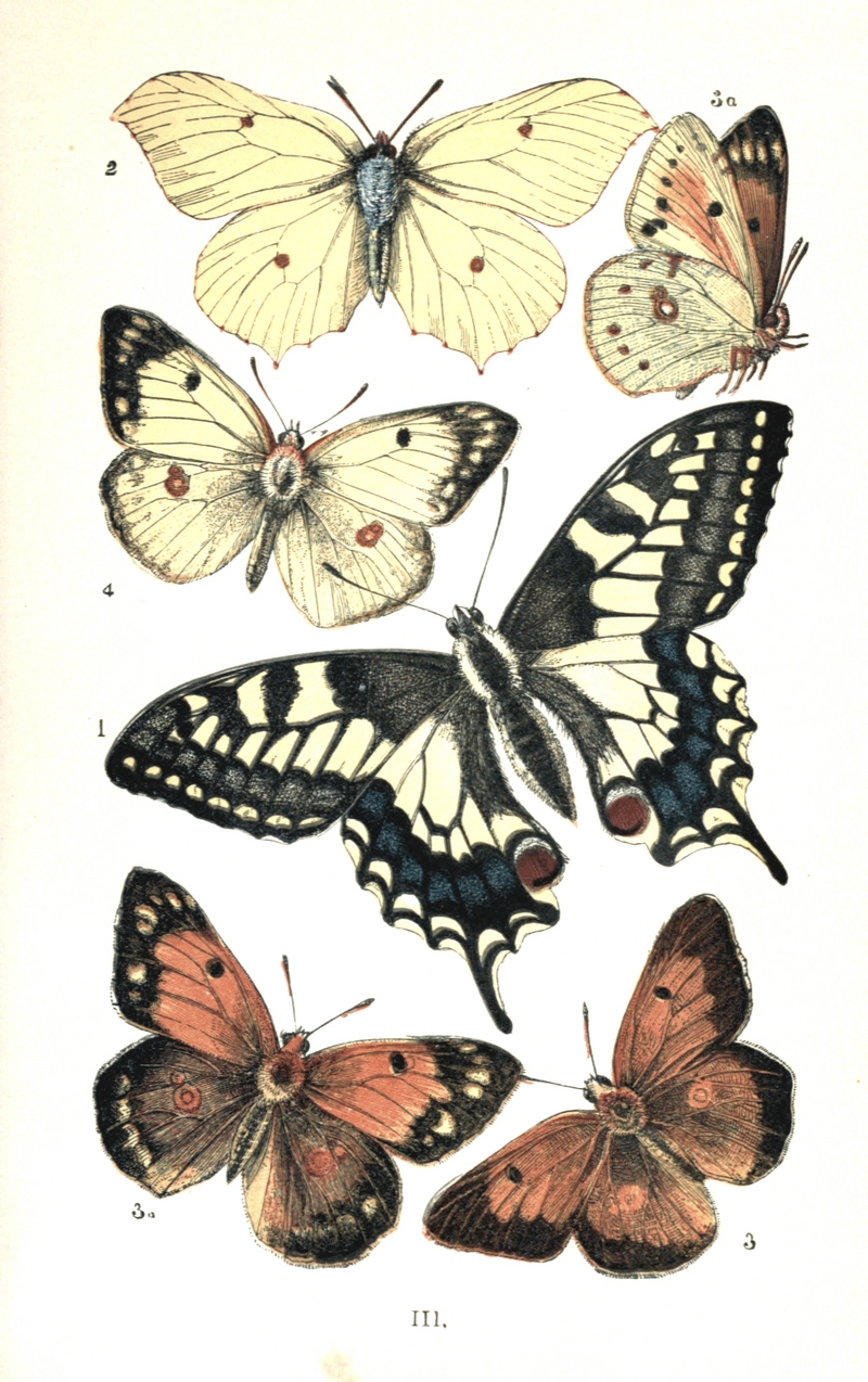 Colemans British Butterflies Plate III.png