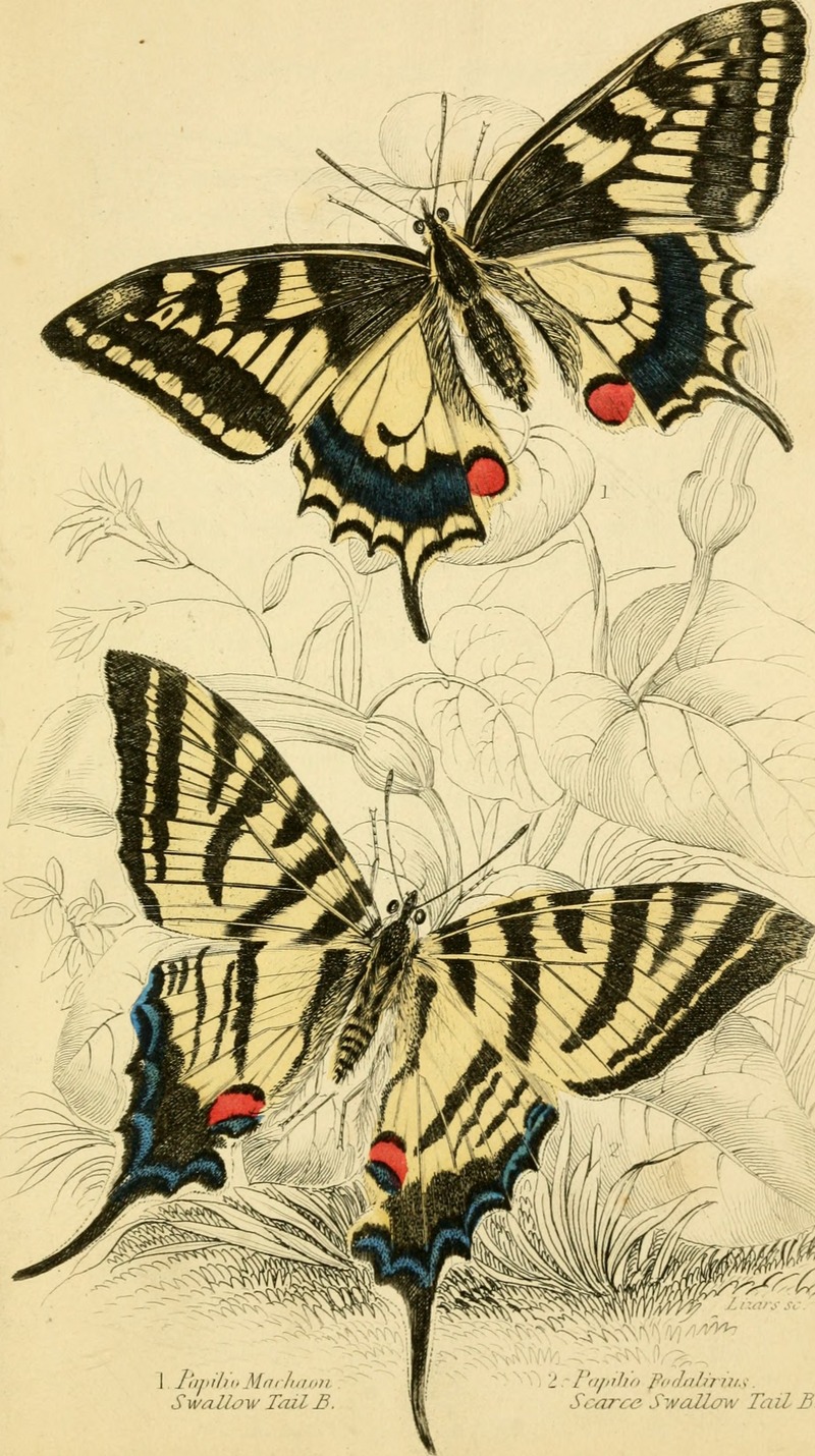 British butterflies (1855) (20390909186).jpg