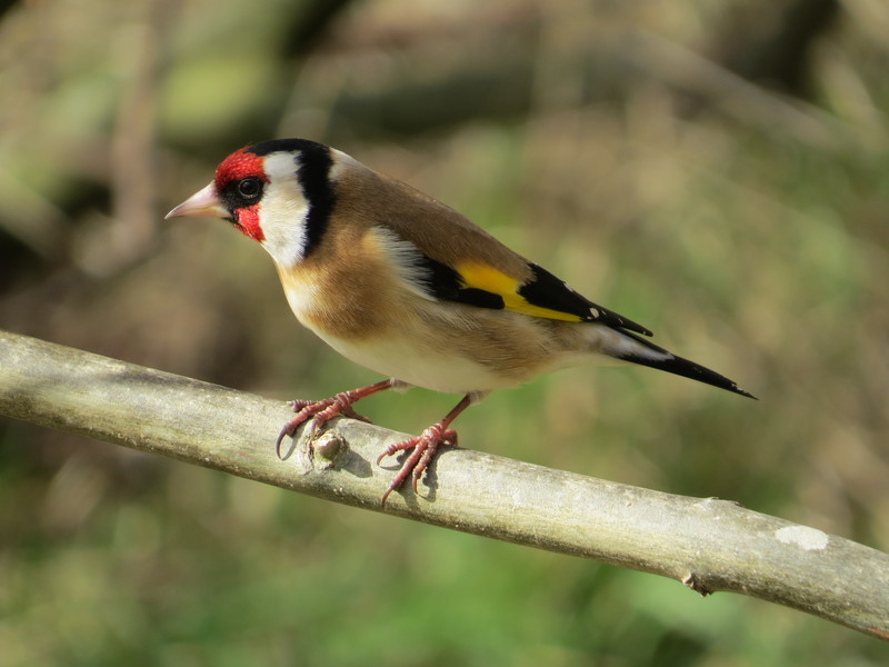 0 Carduelis carduelis, East Chevington - European goldfinch (Carduelis carduelis).jpg