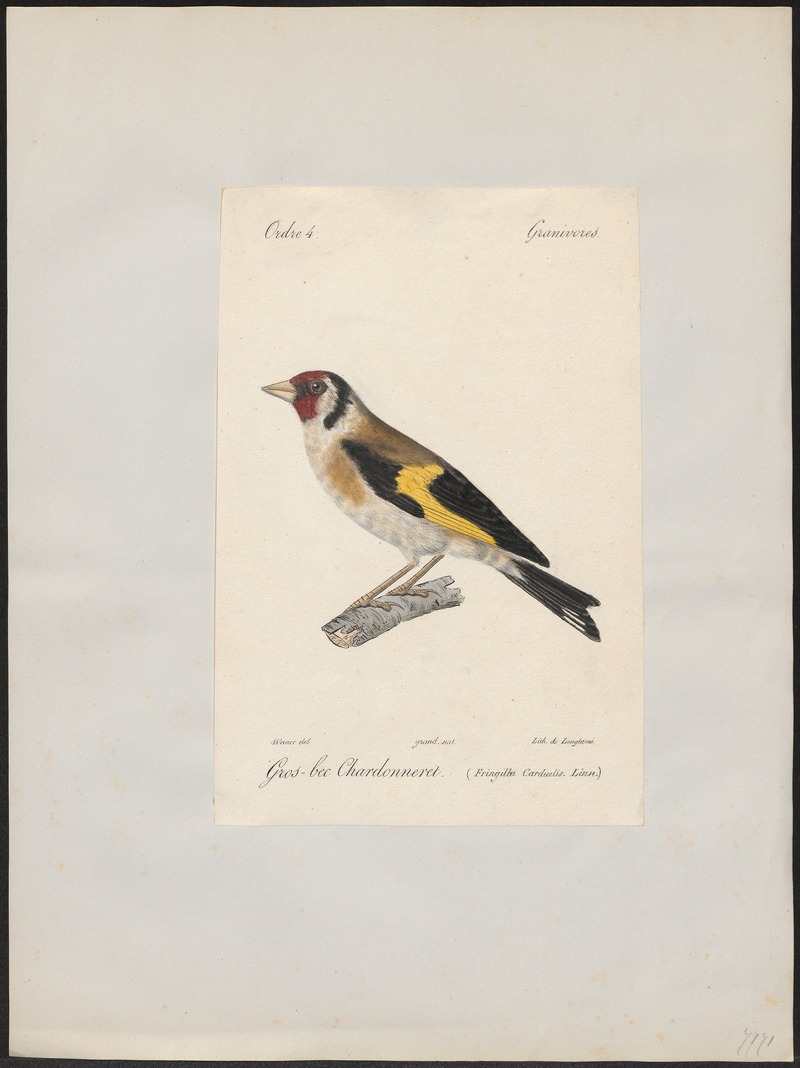 Fringilla carduelis - 1842-1848 - Print - Iconographia Zoologica - Special Collections University of Amsterdam - UBA01 IZ16000021.jpg