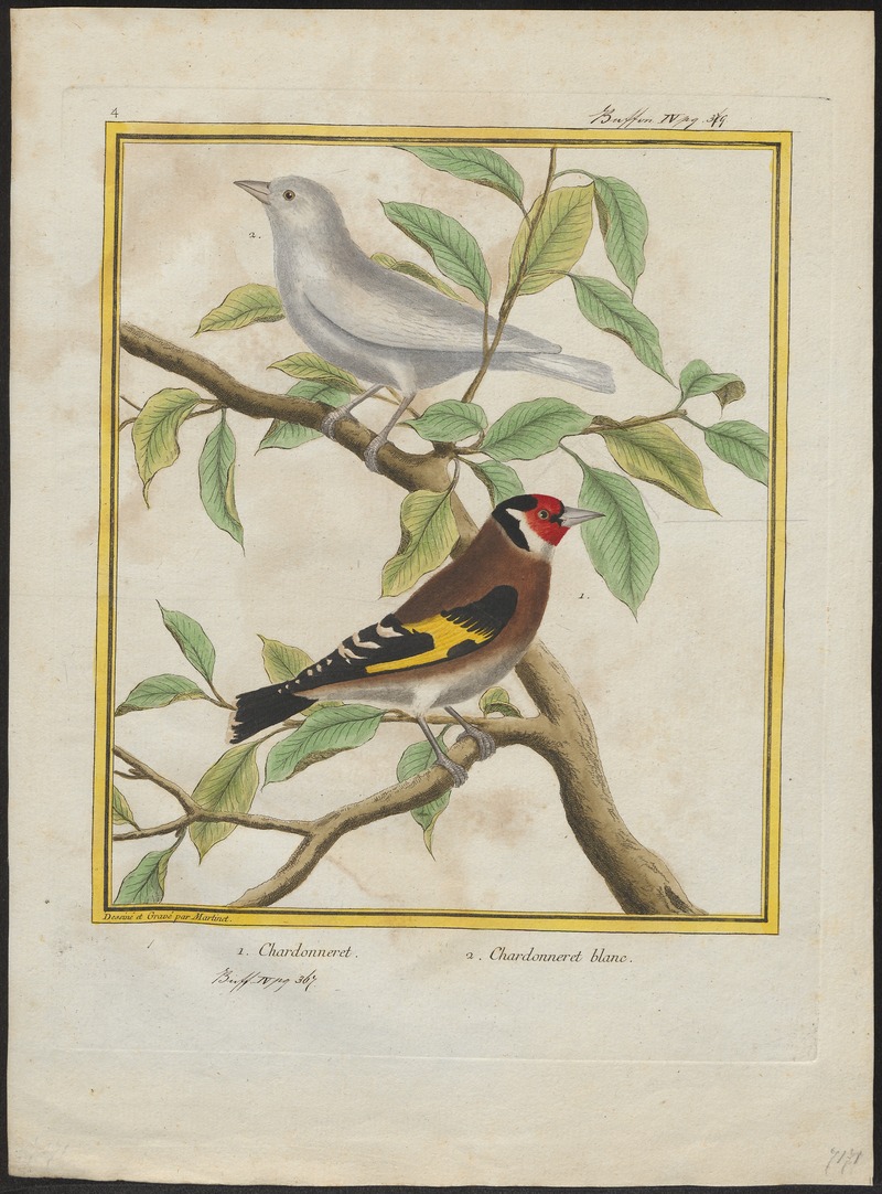 Fringilla carduelis - 1700-1880 - Print - Iconographia Zoologica - Special Collections University of Amsterdam - UBA01 IZ16000023.jpg
