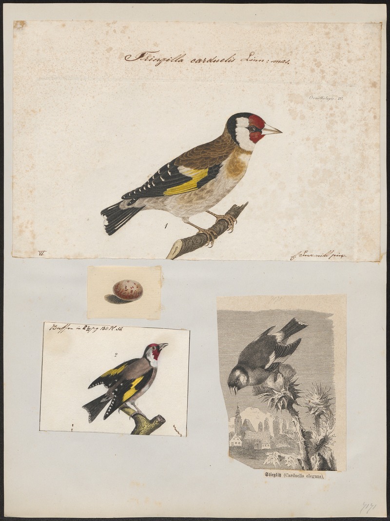 Fringilla carduelis - 1700-1880 - Print - Iconographia Zoologica - Special Collections University of Amsterdam - UBA01 IZ16000019.jpg