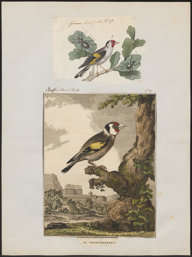 Fringilla carduelis - 1700-1880 - Print - Iconographia Zoologica - Special Collections University of Amsterdam - UBA01 IZ16000017.jpg