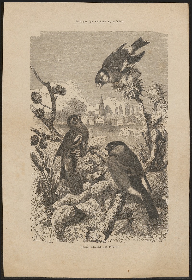 Fringilla carduelis - 1700-1880 - Print - Iconographia Zoologica - Special Collections University of Amsterdam - UBA01 IZ16000001.jpg