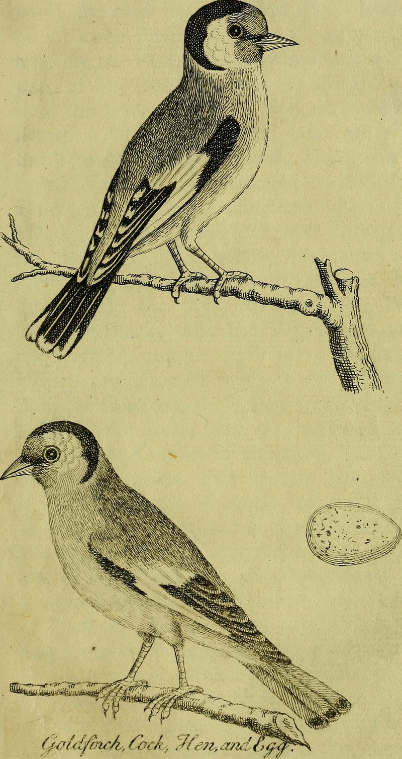 A natural history of English song-birds - and such of the foreign as are usually brought over and esteemed for their singing - to which are added, figures of the cock, hen and egg, of each species, (14565908067).jpg
