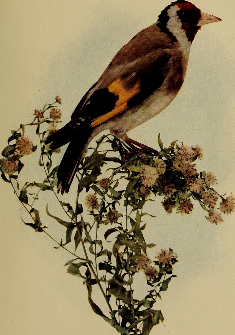 Birds and nature (1903) (14564039058).jpg