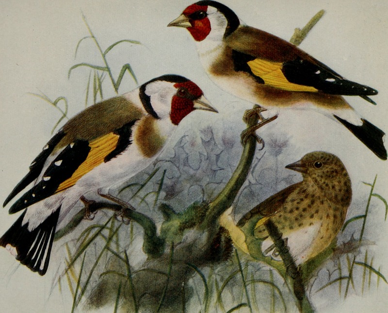 Birds of Britain (1907) (14752233361).jpg