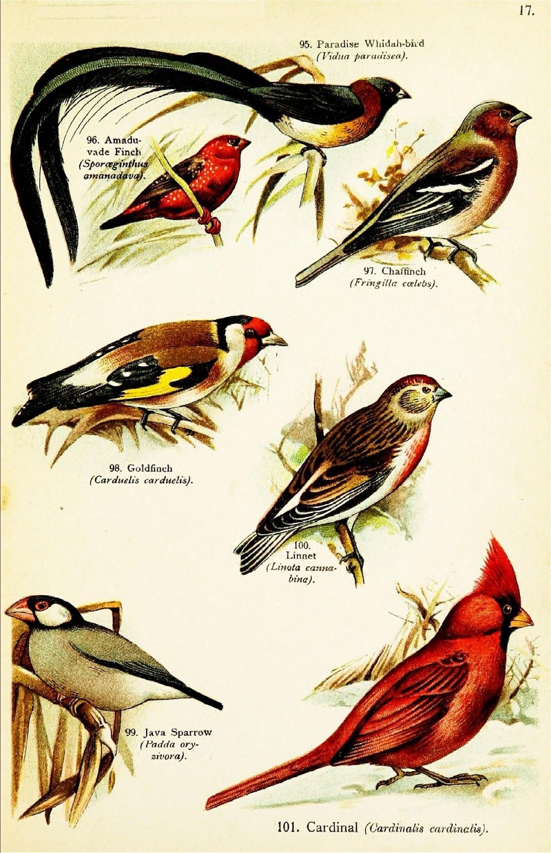 Birds of the world for young people (Pl. 17) (7971270194).jpg